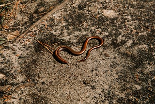 Slow worm