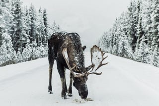 The Moose Moved Me