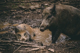 Pet Pigs in the Forest
