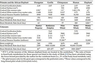 Dolphins’ Cognitive Abilities