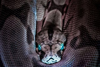 snake coiled up on itself with bright blue eyes