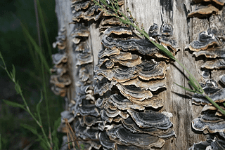 The Erbology guide to medicinal mushrooms