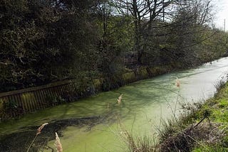 River pollution: ‘Muck Map’ reveals which parts have a manure problem