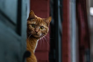 Cat sitting in window, looking alert.