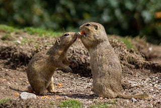 Two generic gophers