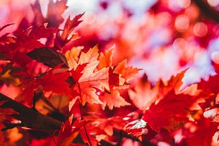 Fall