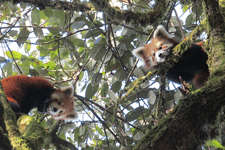 5 Random Facts About Red Pandas