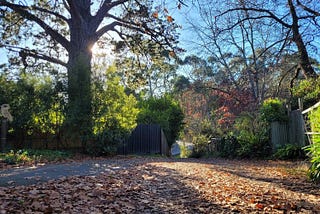 The sun peeks behind a large treek trunk; autumn leaves cover the driveway
