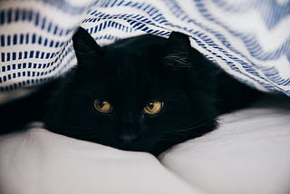 Black Cats Just Cute and Misunderstood