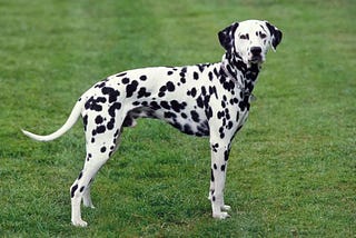 Unveiling the Charm of Dalmatian Dogs: A Guide to Caring for Your Spotted Companion