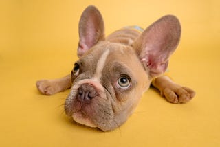 You Cannot Be Anti-Racist And Own Pets