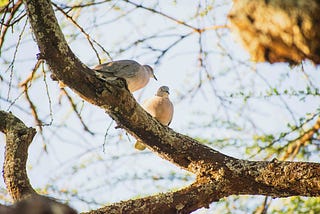 Twin Flames’ Love Doves.