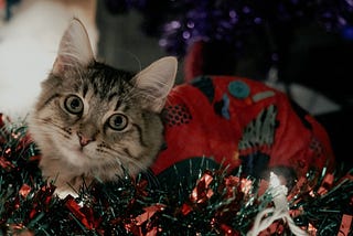 5 Useful Christmas Gifts Perfect for a Cat Owner