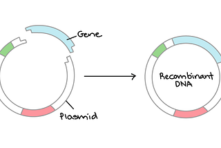 DNA Cloning for Bacterial Protein Production