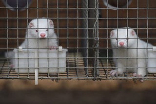 Mounting evidence suggests mink farms in China could be the cradle of Covid-19