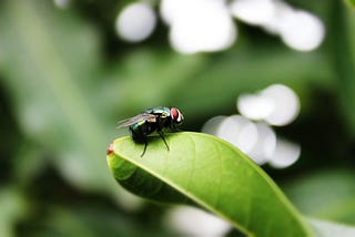 The Mighty Fly