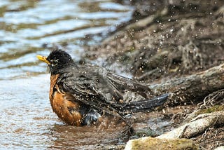 A bird flaps its wings, splashing the water to clean its body