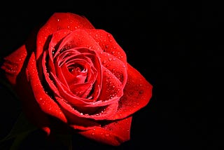 A Beautiful Red Rose With Dewdrops on its Petals in a Dark Background