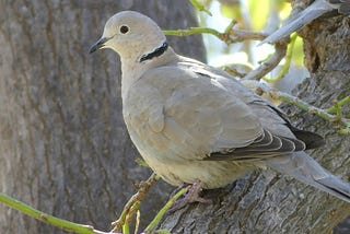 A 330-word Biography of the Eurasian Collared Dove