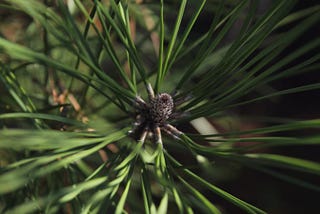 Krampus and Pine (Kind of) — Ironhorse Botanica