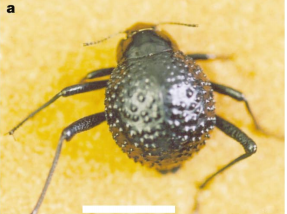 Harvest2O: Battling the Global Water Crisis