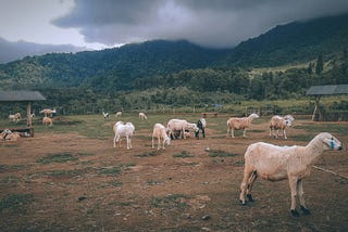 As a muslim environmentalist, I personally found Qurban a real test to my tawhid.
