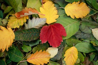 Among the fallen leaves