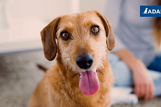 How to help your rescue dog settle into their new home