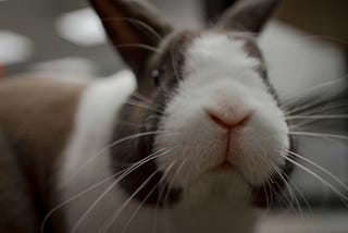 Close up frontal shot of black and white bunny sniffing the camera curiously.