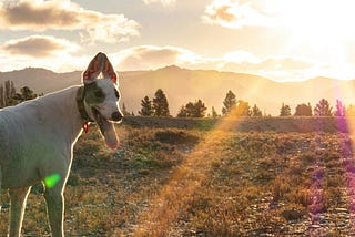 Good News for Vegans and Animal Advocates