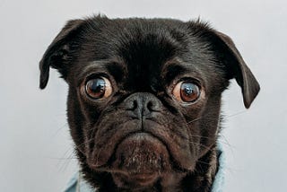 A black pug with brown eyes and a very confused look on his face. He is wearing a blue shirt.