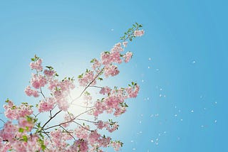 The sun shining through a Cherry Blossom branch