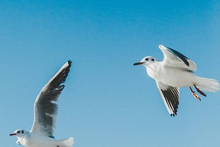 Two Birds and One Lesson That Softened the Sky