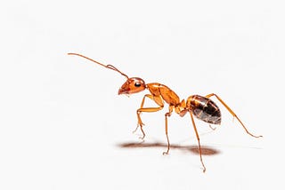 A red ant on a white background.