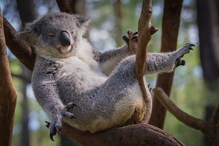 Lazy koala chillin’ on a tree
