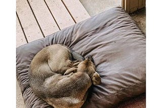 signature-dog-bed-dark-shadow-1