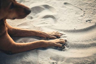 Dogs & Surface Anxiety: Why Paw Pads Hate Ice, Sand, or Gravel-and How to Protect Them