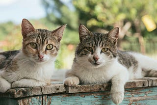 We are here to answer your questions, dear.