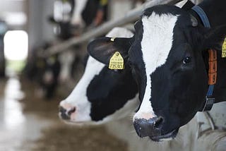 Compassion as our compass: rethinking food for people, animals and planet