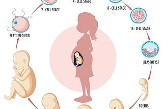 Bridging the Gap Between Science and Art: The Beauty of Embryology Visualization