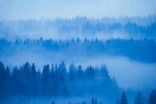 Fog in the trees during a peaceful autumn morning.