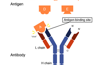 Vaccines: Antibodies + Antigens