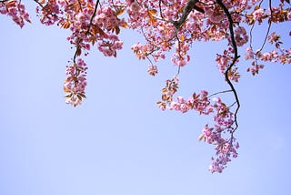 A dark brown branch with pink flowers (cherry blossom) against a blue backdrop of the sky