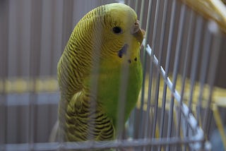 Why the cage birds sing