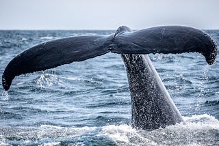 This Whale Species Lives For 200 Years — And Scientists Think Humans Can Too