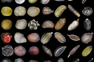 Living Supercomputers: The Story of Seeds