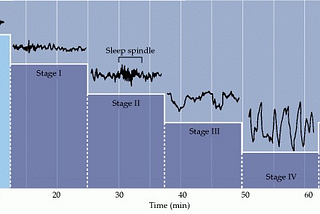 The Science of Sleep: A Journey Through the Brain’s Sleep Cycle