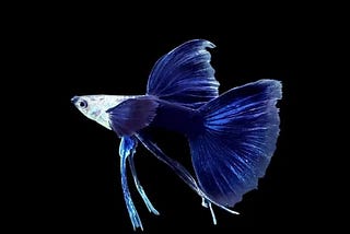 Dive into the World of Blue Ribbon Guppies: A Comprehensive Guide