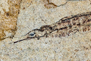 Closeup of an ancient fossil in rock. A free image courtesy of Unsplash.com.