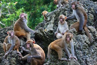 Unearthing Conflict: How Mining Shapes Human-Primate Encounters in Southern India